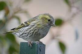 Eurasian Siskin