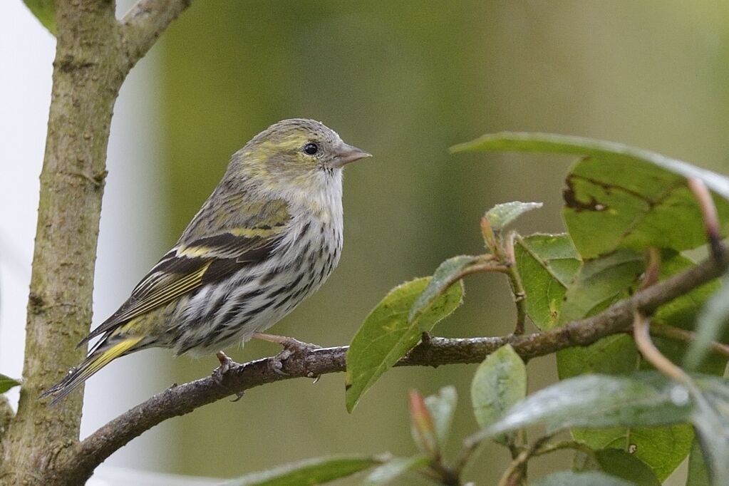 Eurasian Siskin female adult breeding