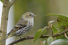 Eurasian Siskin