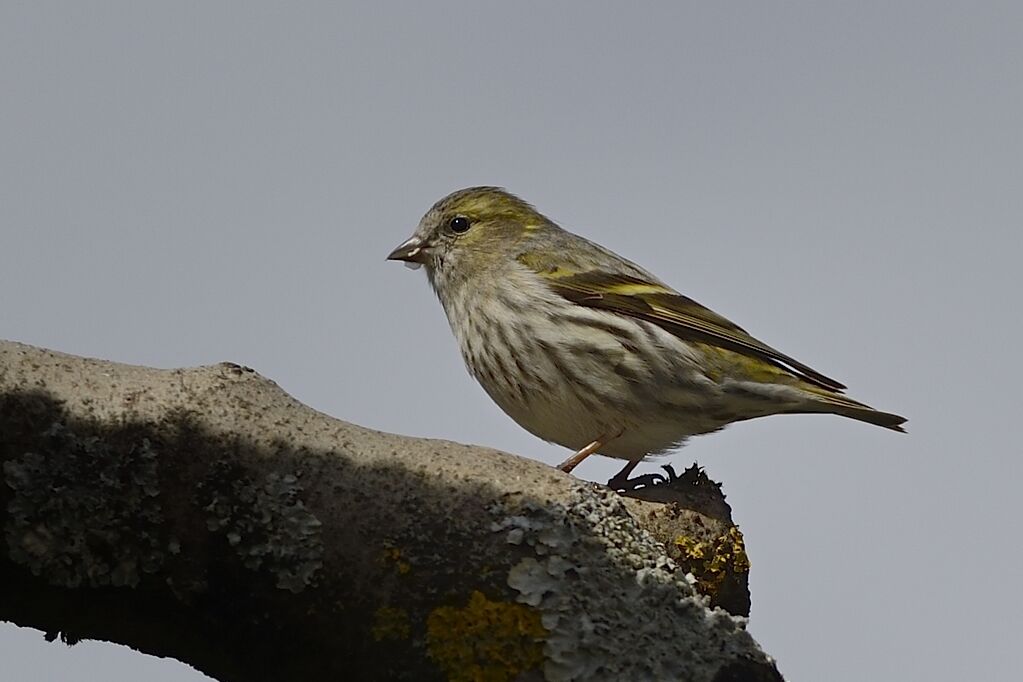 Eurasian Siskin female adult breeding