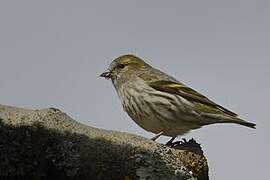 Eurasian Siskin