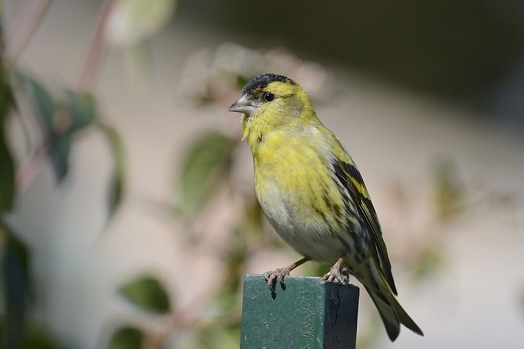 Eurasian Siskin male adult breeding