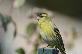 Eurasian Siskin