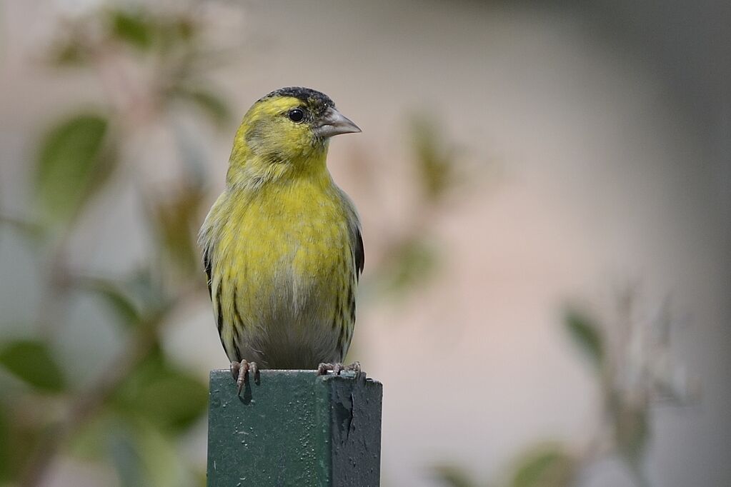 Eurasian Siskin male adult breeding