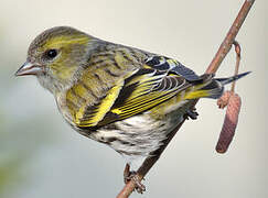 Eurasian Siskin