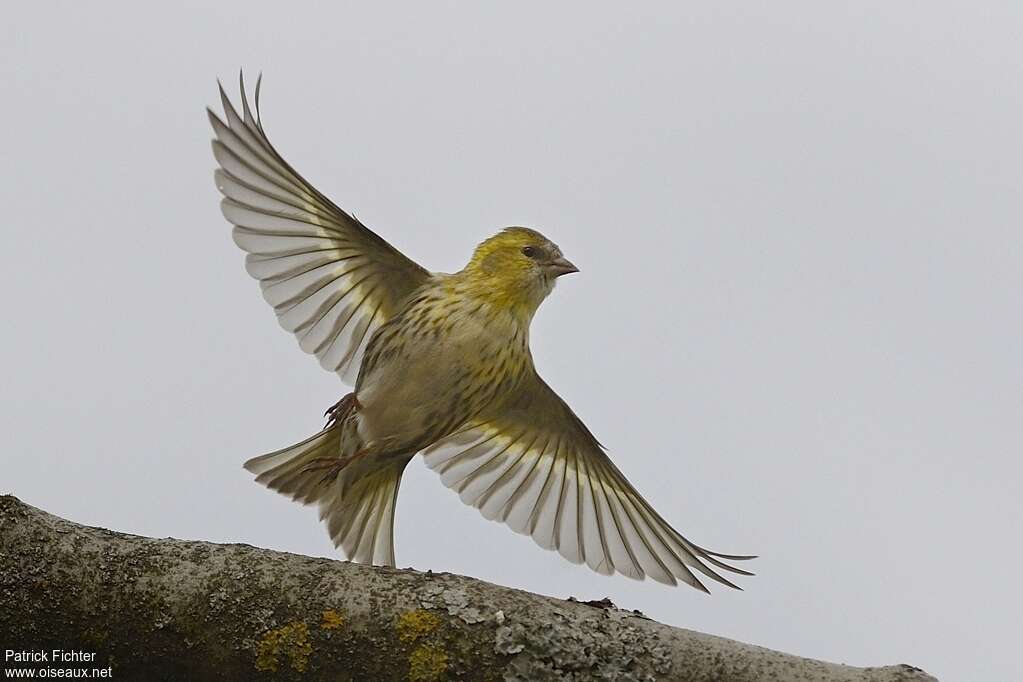 Eurasian Siskin female adult breeding, Flight