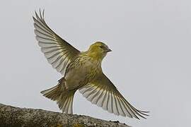 Eurasian Siskin