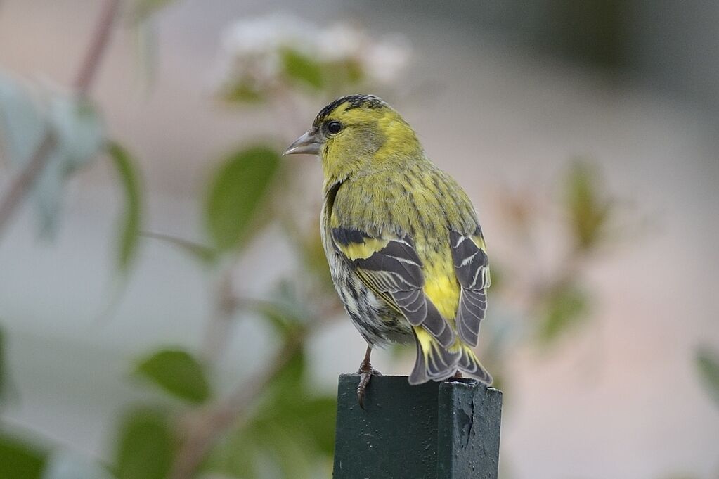 Eurasian Siskin male adult breeding