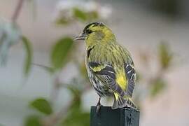 Eurasian Siskin