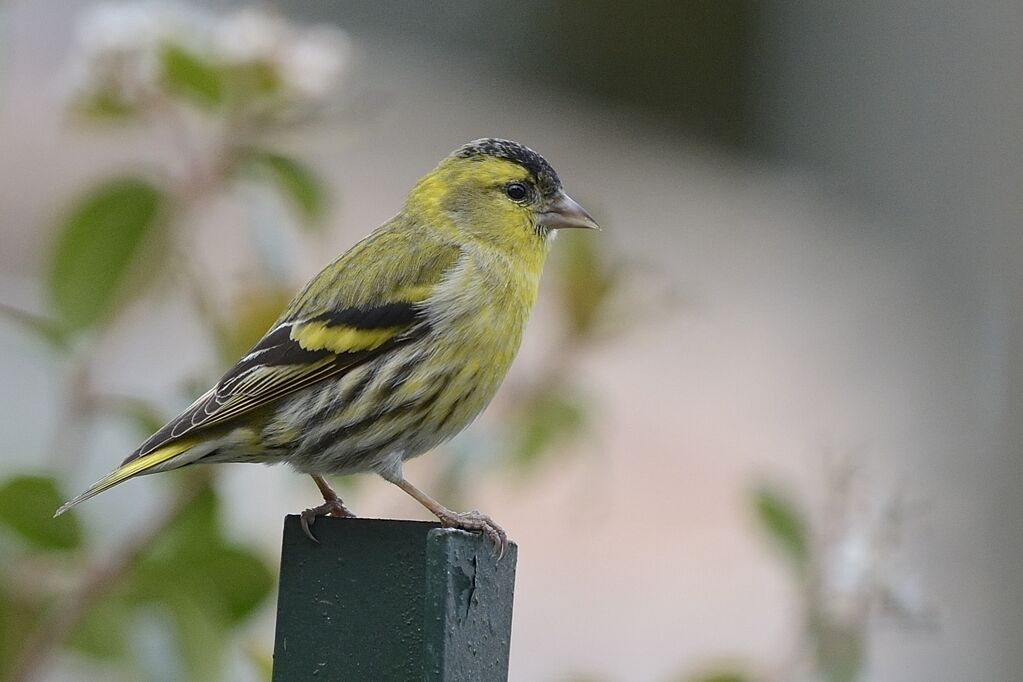 Eurasian Siskin male adult breeding