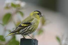 Eurasian Siskin