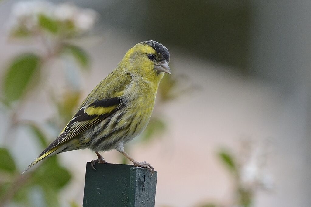 Eurasian Siskin male adult breeding