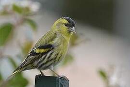 Eurasian Siskin