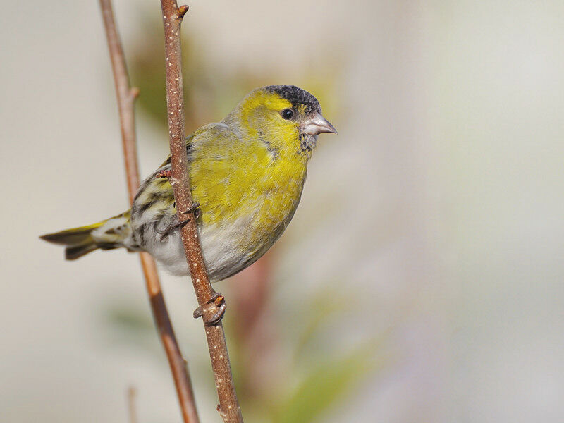 Eurasian Siskin male adult