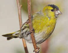 Eurasian Siskin