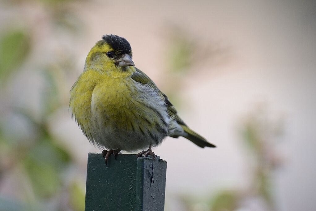 Eurasian Siskin male adult breeding