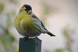 Eurasian Siskin