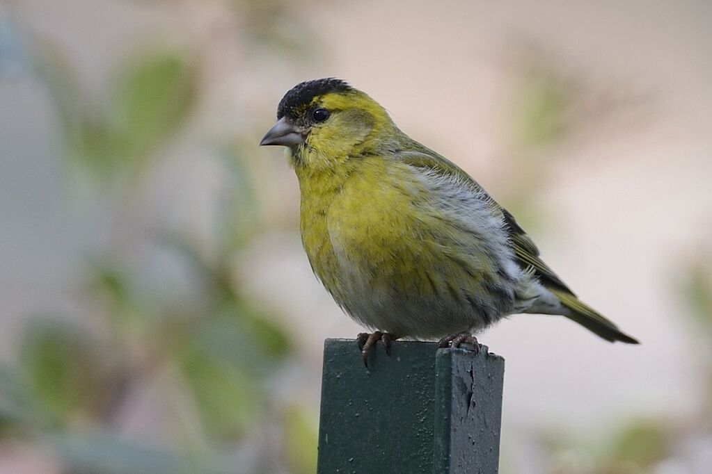 Eurasian Siskin male adult breeding