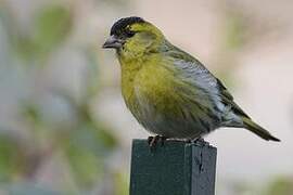 Eurasian Siskin