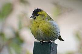 Eurasian Siskin