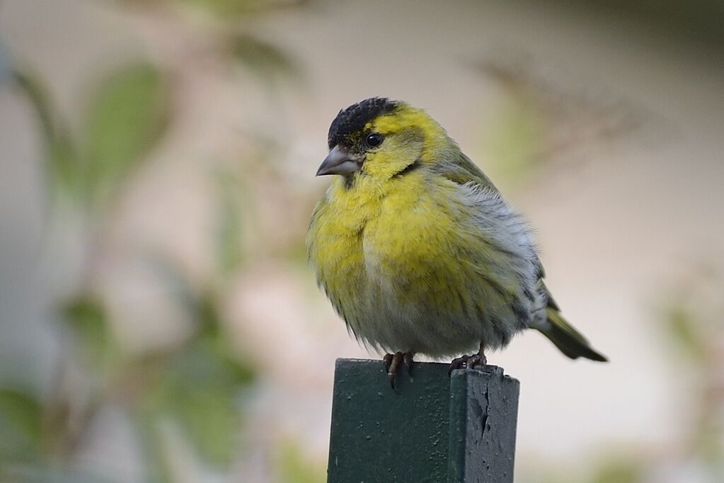 Eurasian Siskin male adult breeding