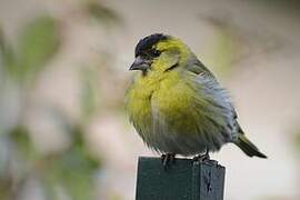 Eurasian Siskin