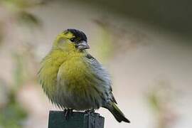 Eurasian Siskin