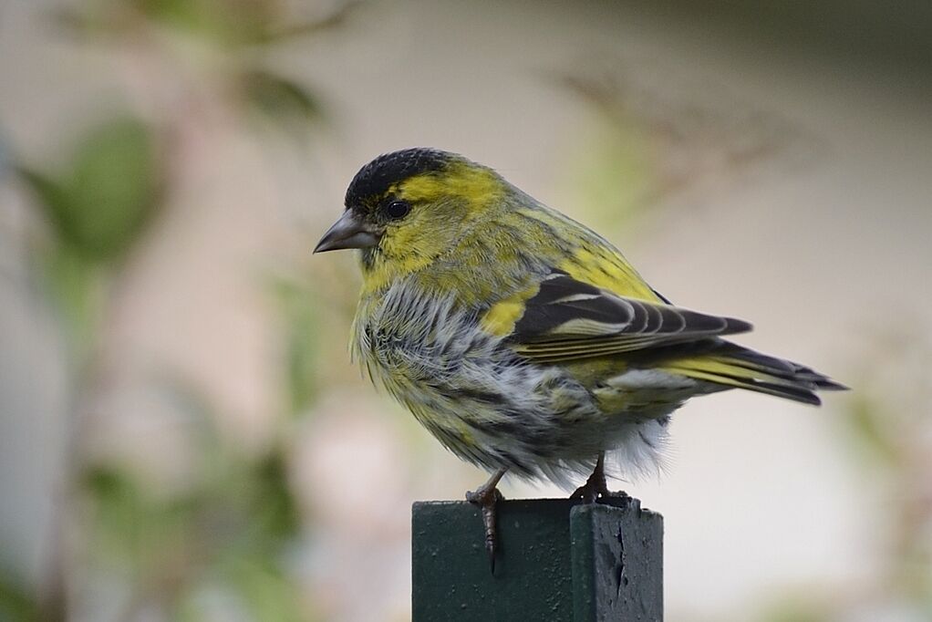 Eurasian Siskin male adult breeding