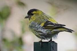 Eurasian Siskin