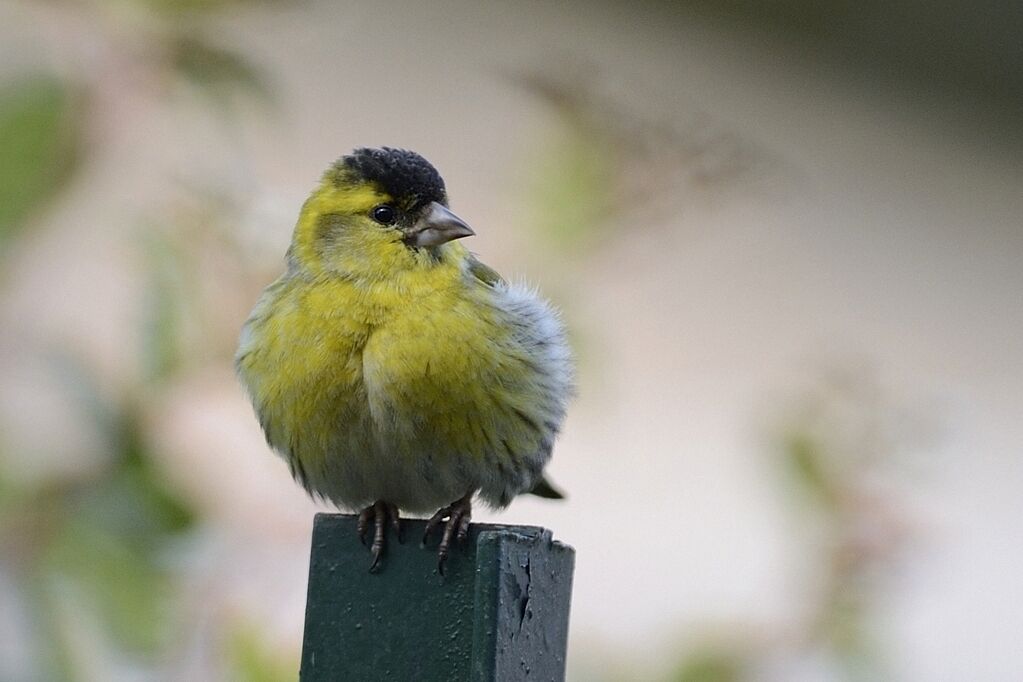 Eurasian Siskin male adult breeding