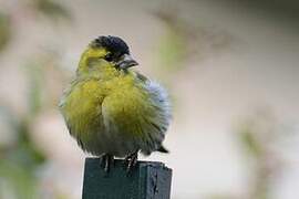 Eurasian Siskin