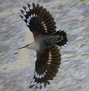 Wallcreeper