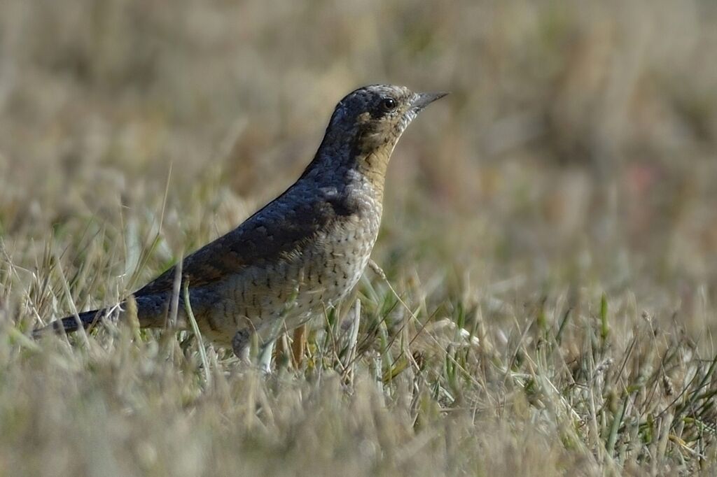 Eurasian Wryneckadult post breeding, walking