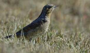 Eurasian Wryneck