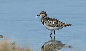 Ruddy Turnstone