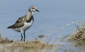 Ruddy Turnstone