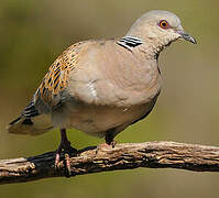 European Turtle Dove