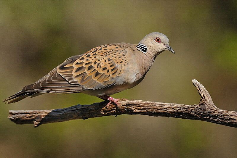 European Turtle Doveadult