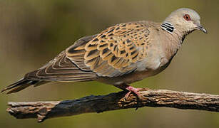 European Turtle Dove