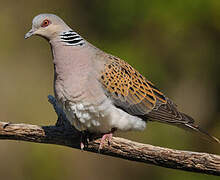 European Turtle Dove