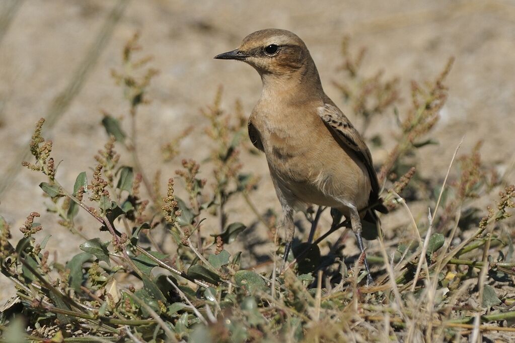 Northern Wheatear female adult post breeding