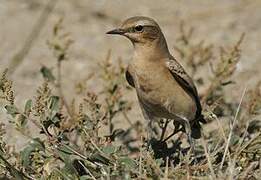 Northern Wheatear