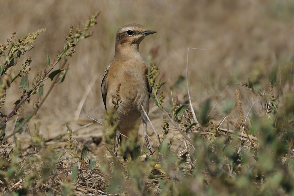 Northern Wheatear female adult post breeding