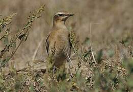 Northern Wheatear