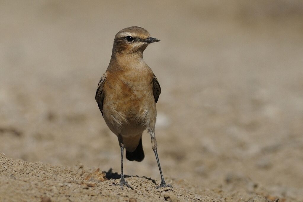 Northern Wheatear female adult post breeding