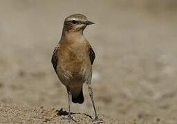 Northern Wheatear