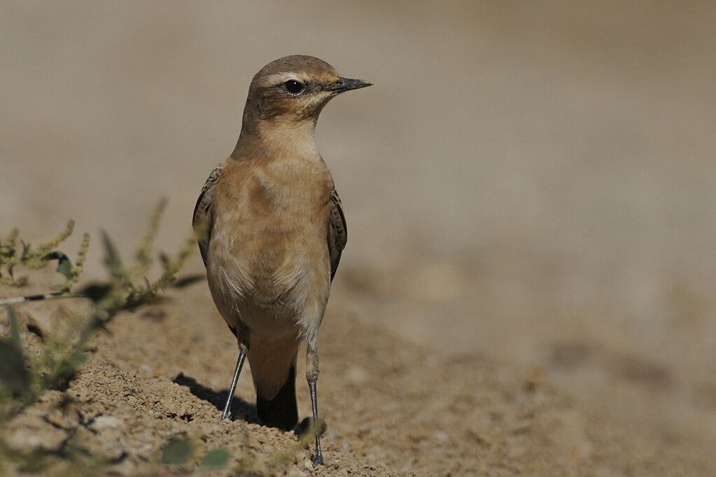 Northern Wheatear female adult post breeding