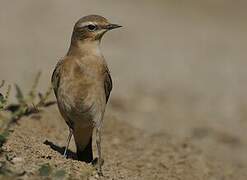 Northern Wheatear