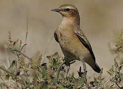 Northern Wheatear