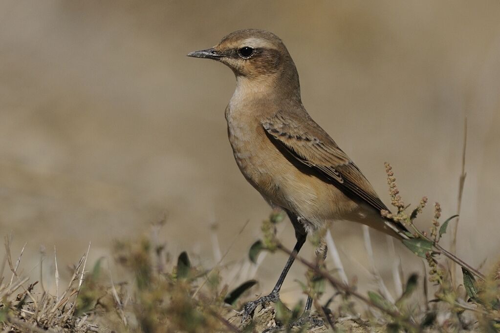 Northern Wheatear female adult post breeding